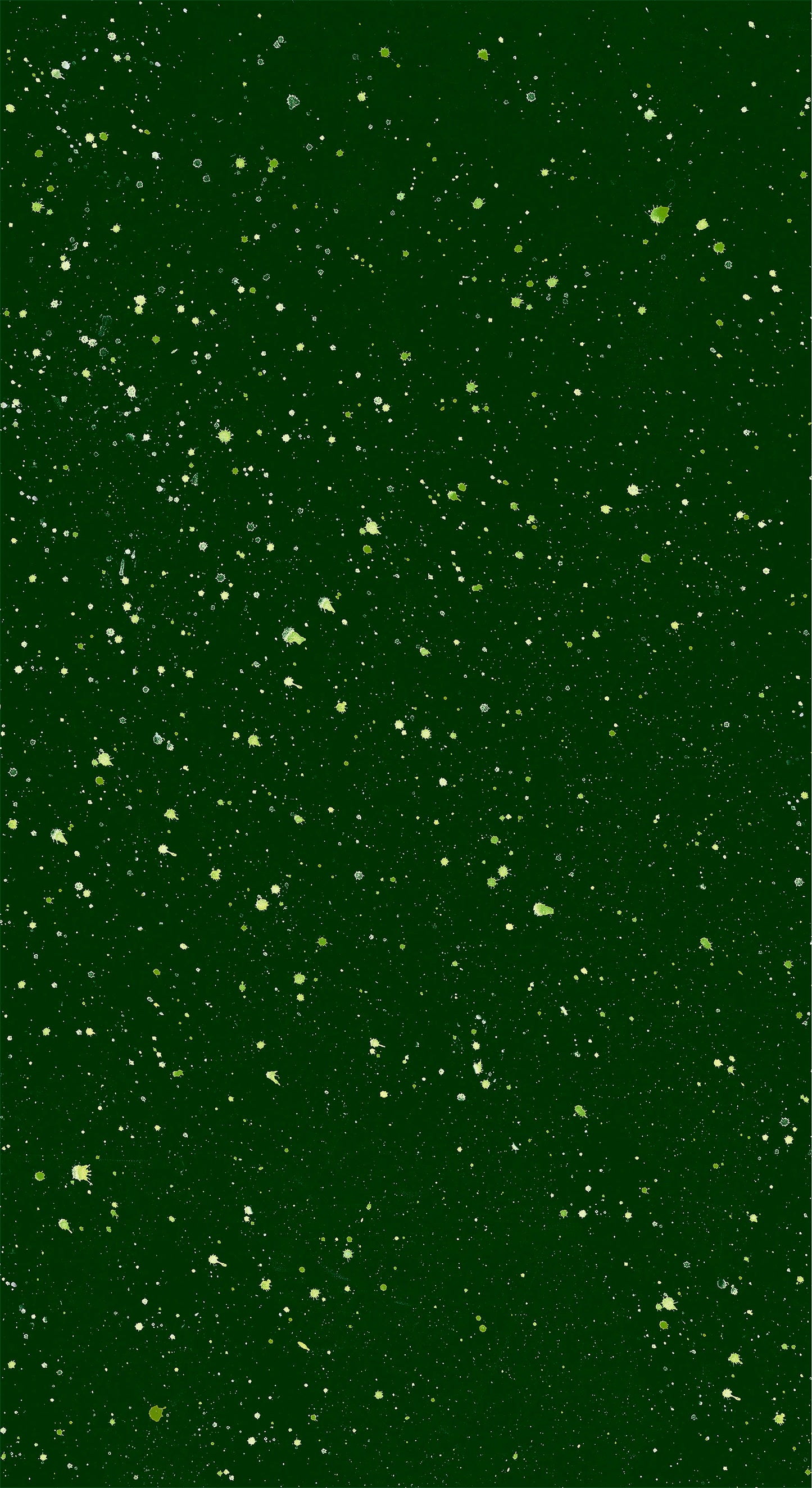 Winter Garden - Splotch Pine