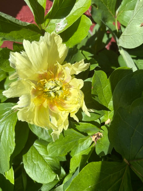Le Pivoine Dorée